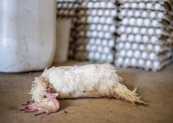 Third-row-image-2-cagefree-opt